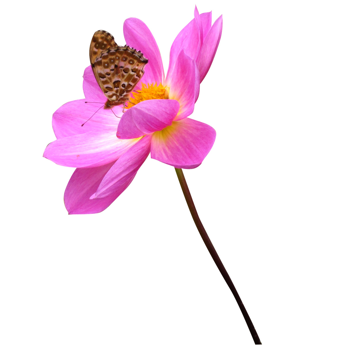 アニマルスケッチ サンプル3