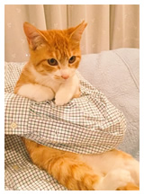 アニマルスケッチ サンプル4